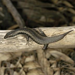 Rondje afbeelding hagedis 288 x 288 Serum injectienaald