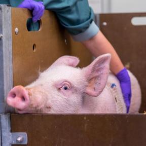 Donordieren varken Jos Joore blog Donordieren varken