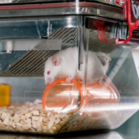 foto muis hersenonderzoek (1) Kalf