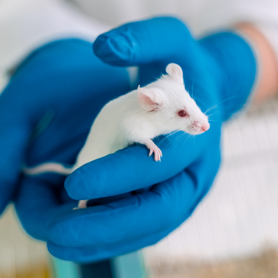 foto muis hersenonderzoek