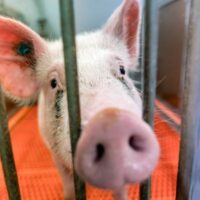 FW – Hartonderzoek Header MOB (400 × 400 px) (1) Chimpansee Ham