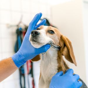 Hond in onderzoek 300 x 300 px Hond in onderzoek