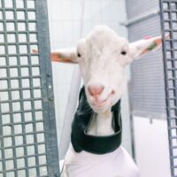 Geit in onderzoek Laika ruimteproefdier