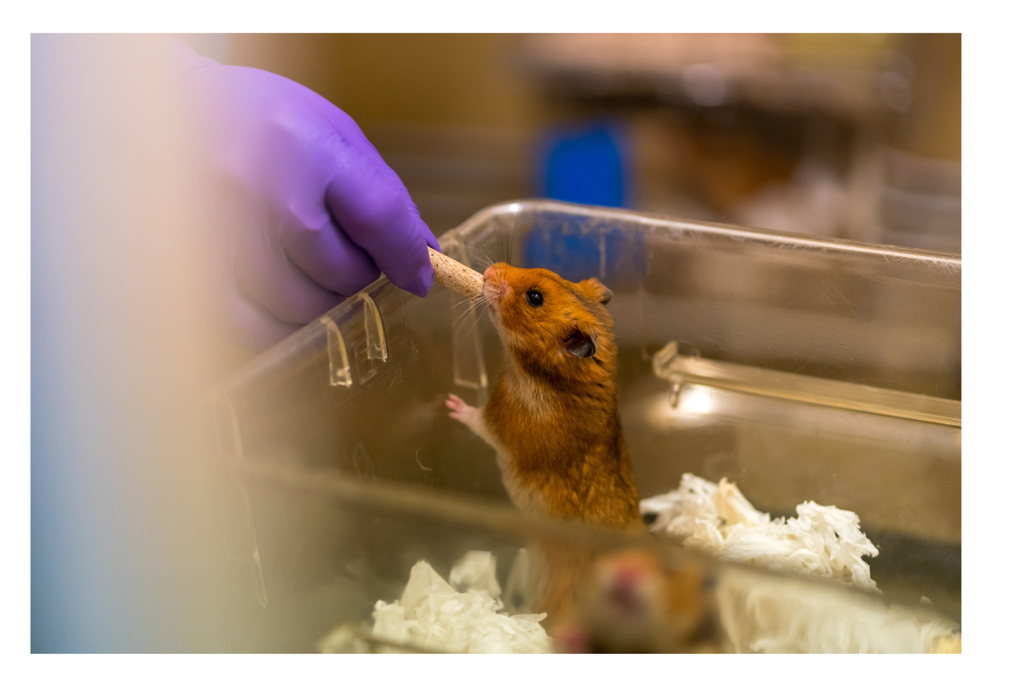 Proefdiervrij – Hamsters In 2021 zijn er 4.312 proeven op hamsters gedaan.