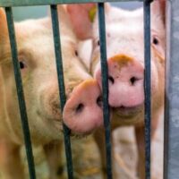 Proefdiervrij – Varkens in onderzoek (1)