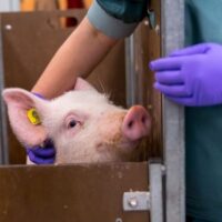 Proefdiervrij – Varkens in onderzoek