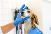 Muizen in oogonderzoek