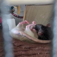 Ex proefrat opaal ex proef rat