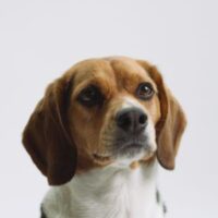 Lola ex-proefhond Lola