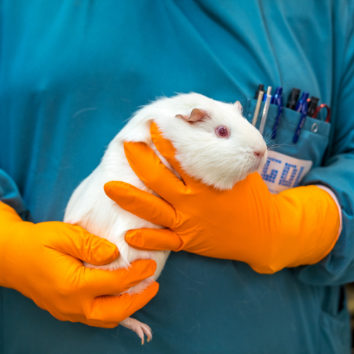 Proefdiervrij_500x500_Een proefdiervrije toekomst binnen 10 jaar